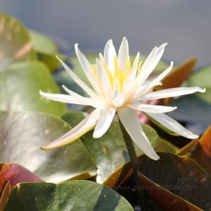 whiteWaterLily_cr