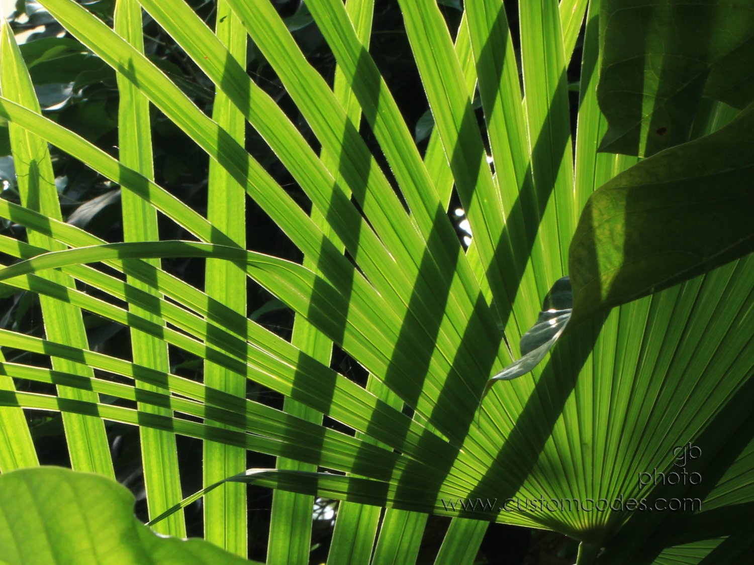 leafLines_cr