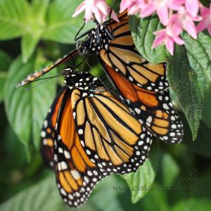 Olbrich Gardens