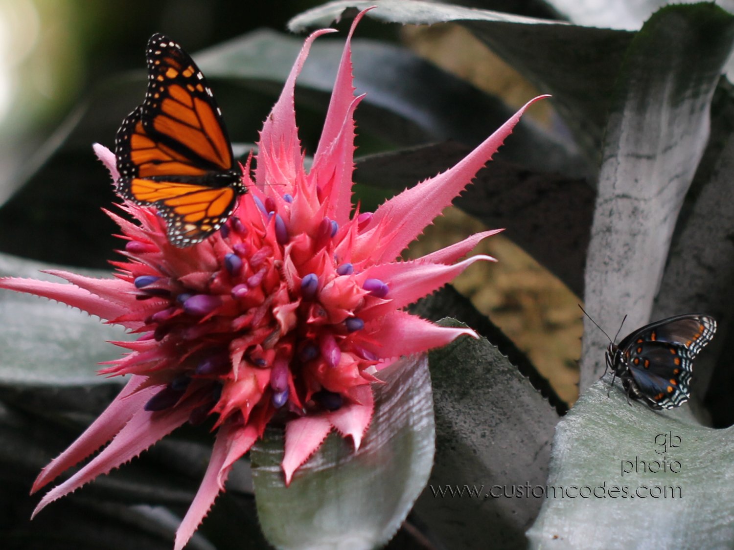 2OnBromiliad_cr