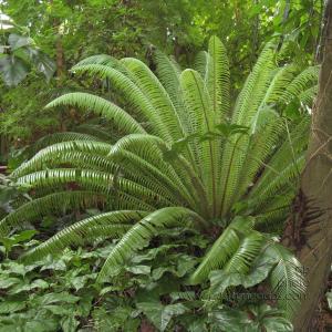 ferns