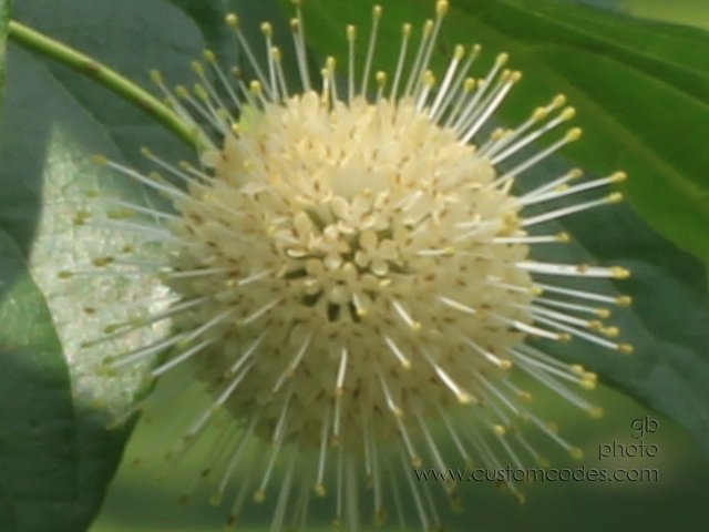 PorcupineBall_upClose_cr