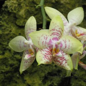 phalaenopsis