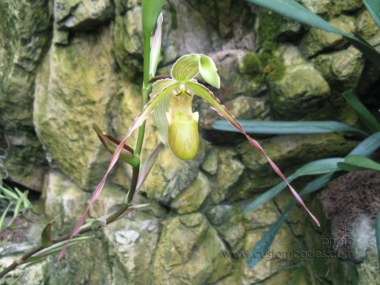 orchid_20100321