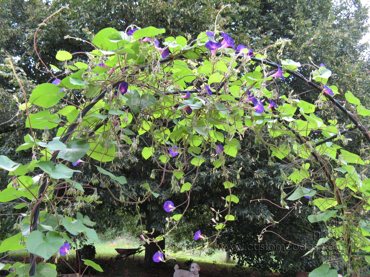 MorningGlory