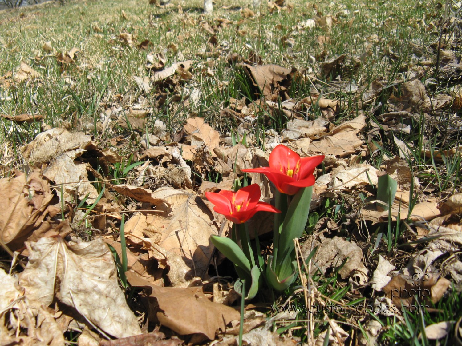 firstTulips
