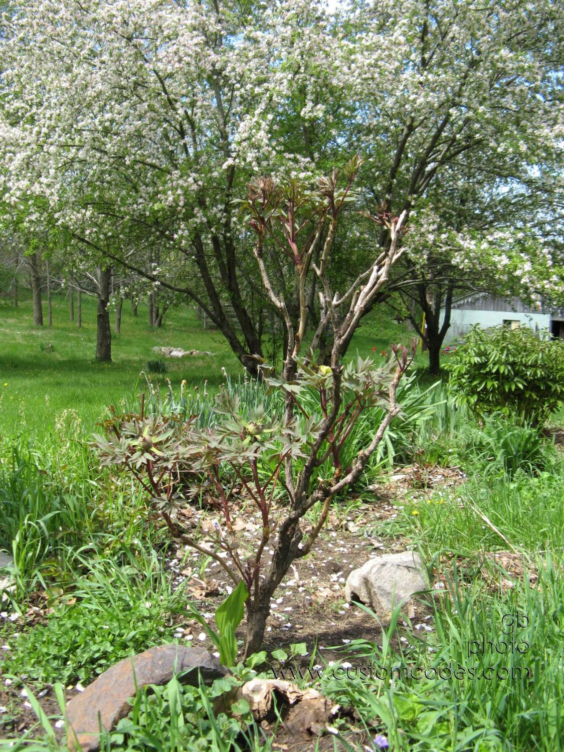 appleBlossomsAndTreePeony