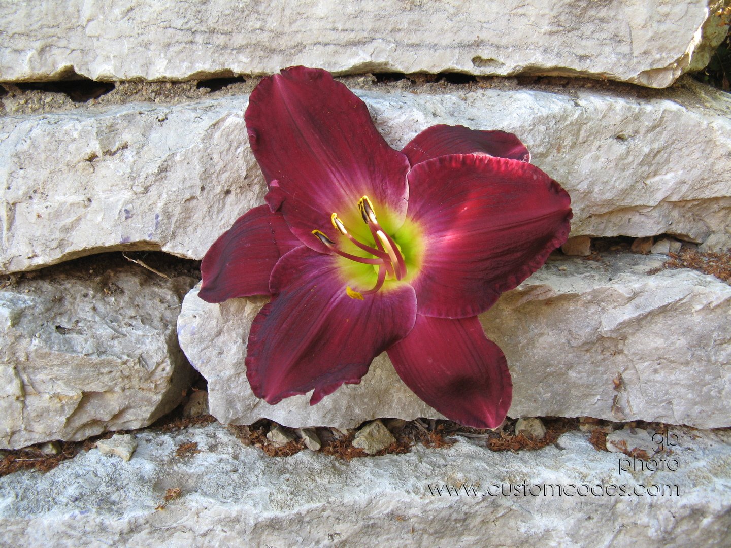 LilyOnTheWall