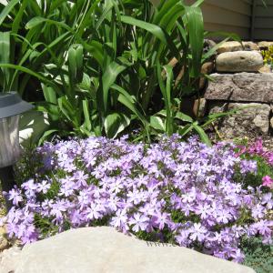 creepingPhlox