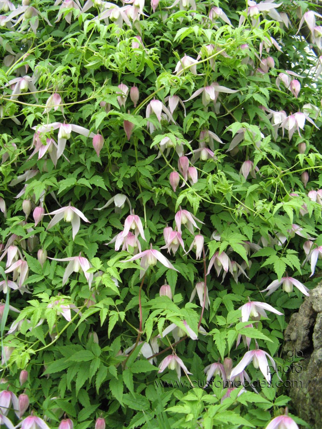 clematis
