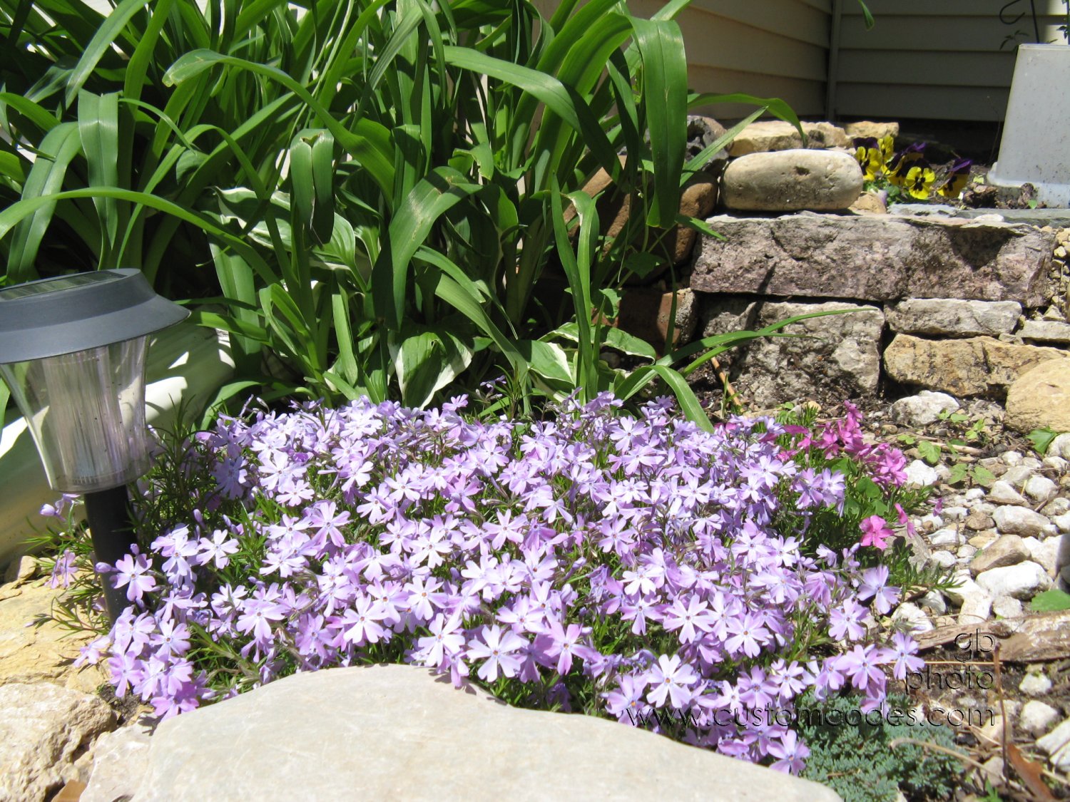 creepingPhlox