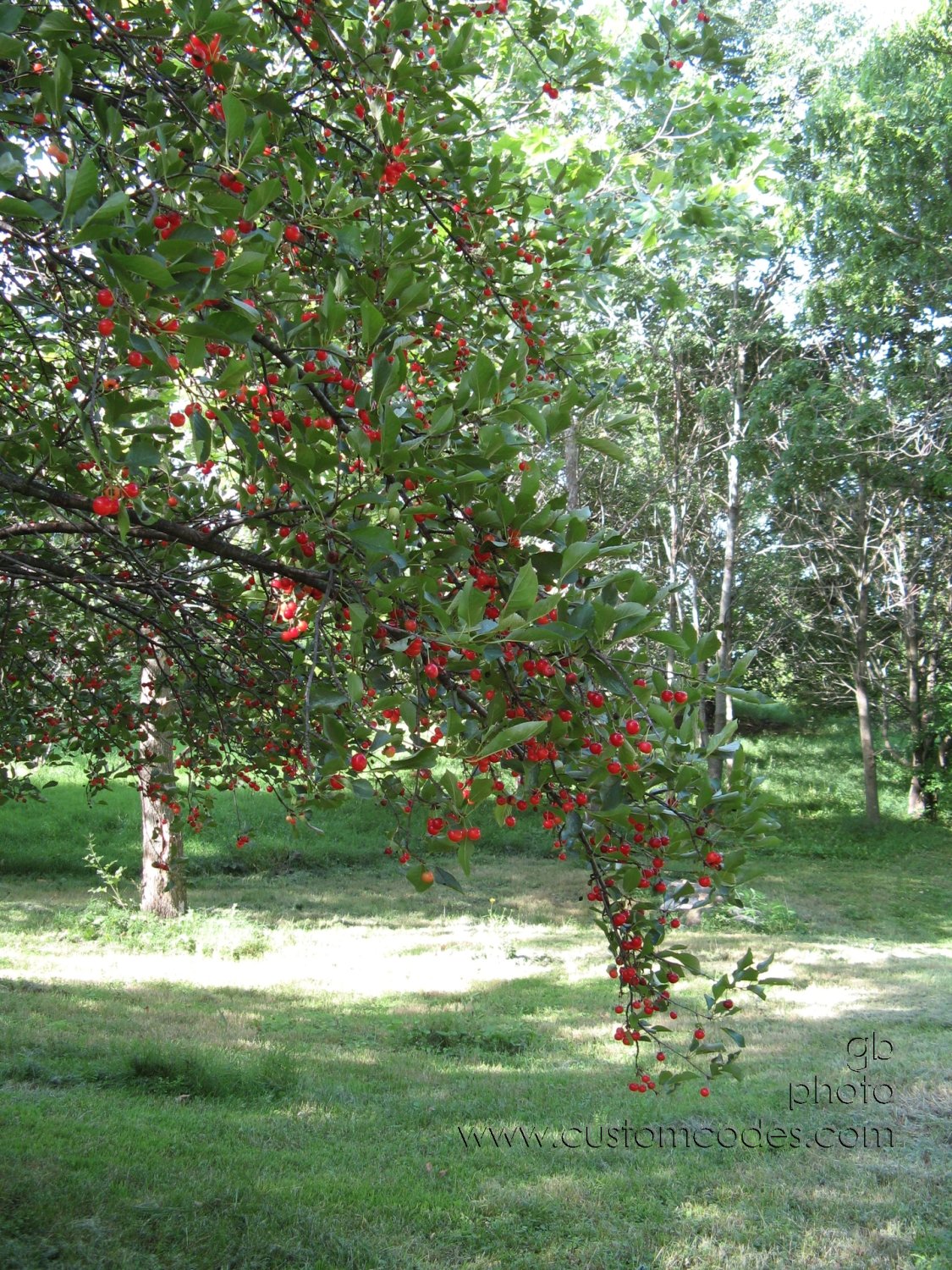 MontmorencyCherry