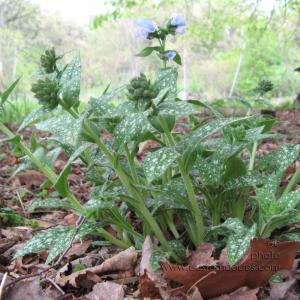 pulmonaria 