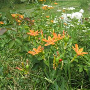 blackBerryLily