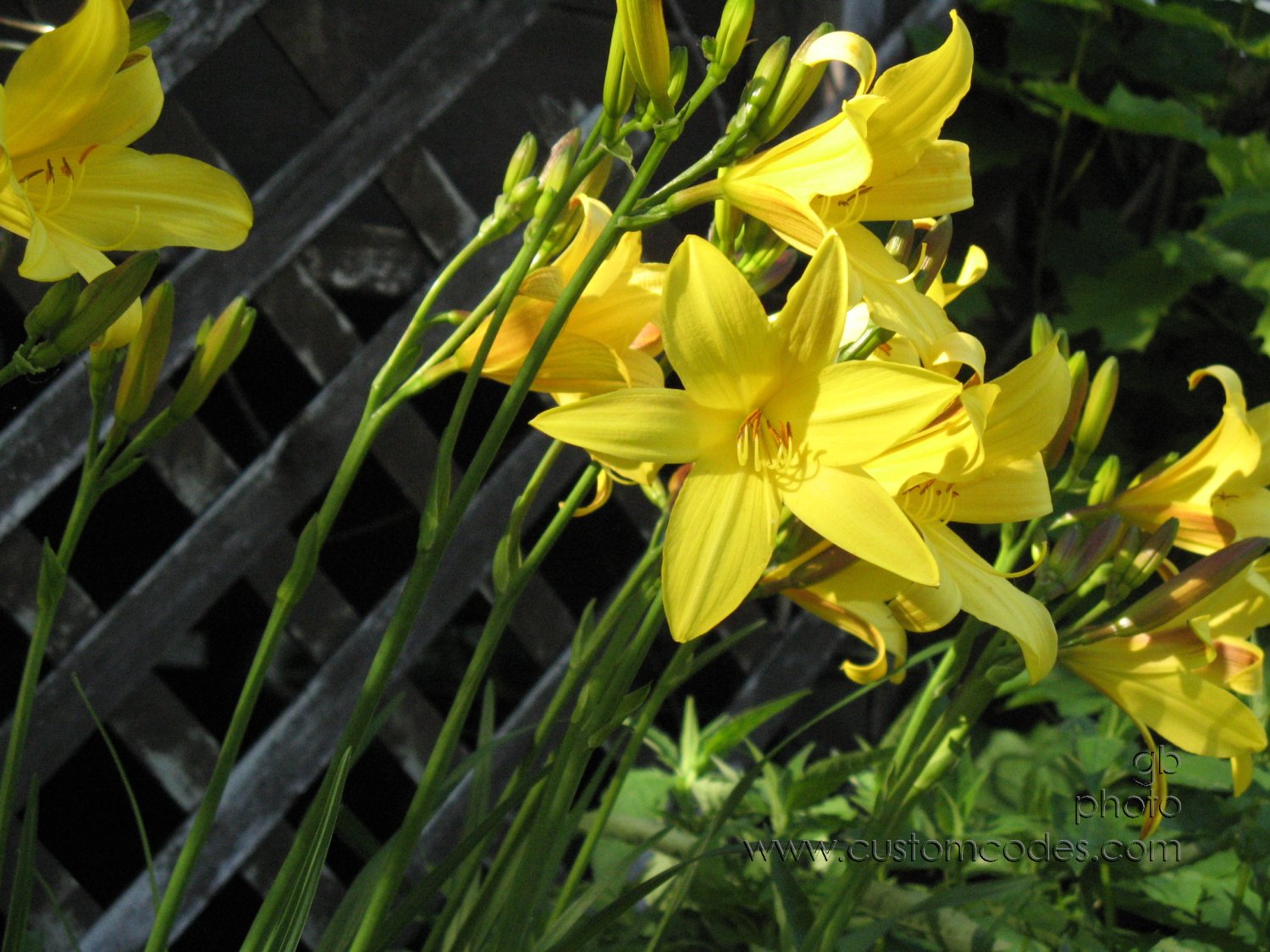 YellowDayLillies