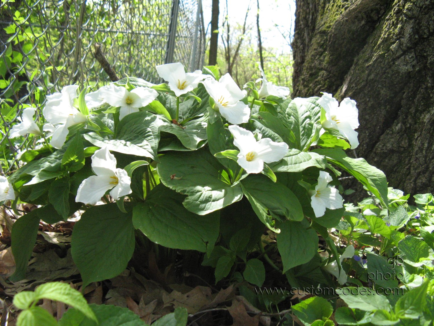 trilliums