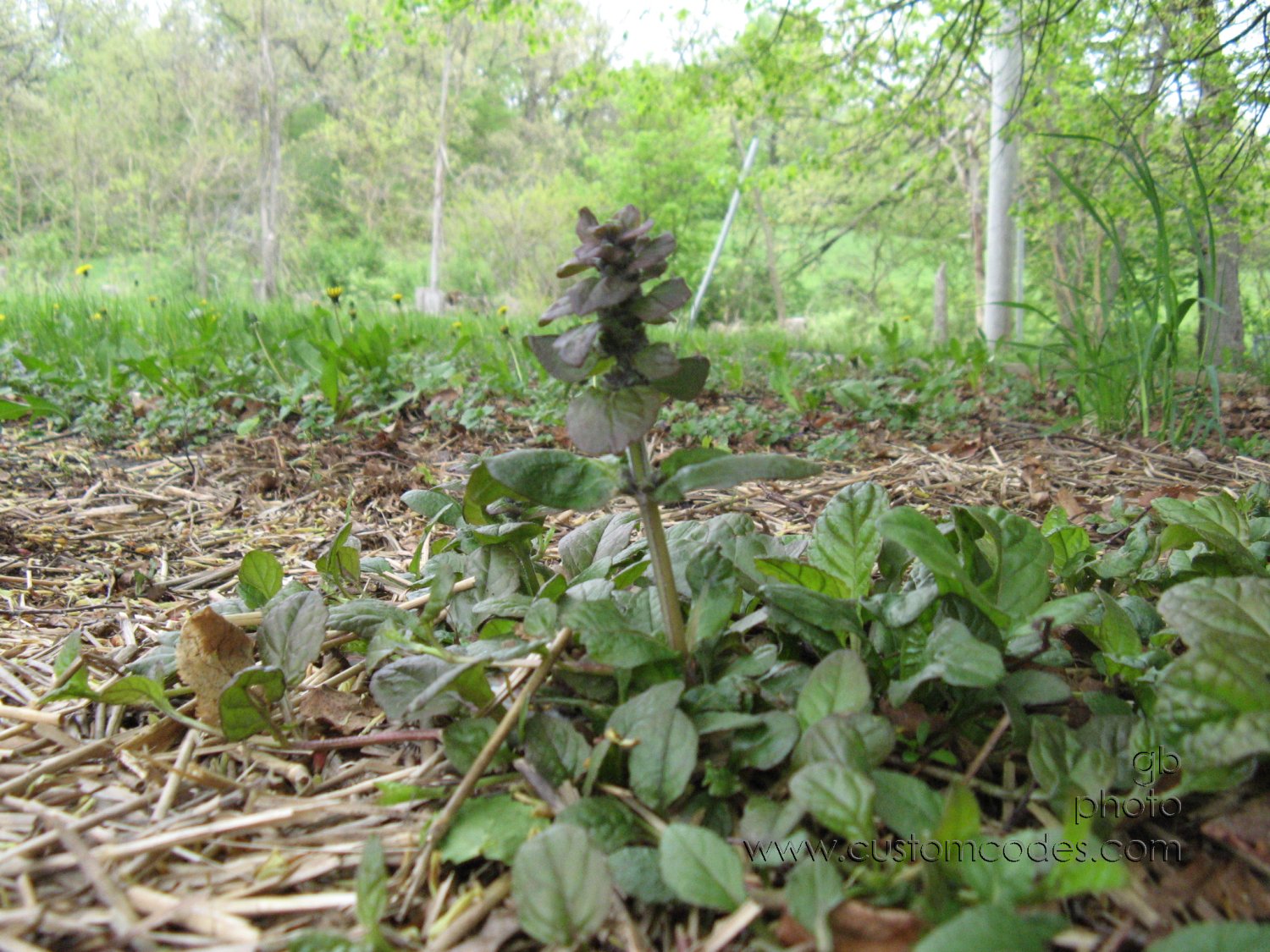 ajuga