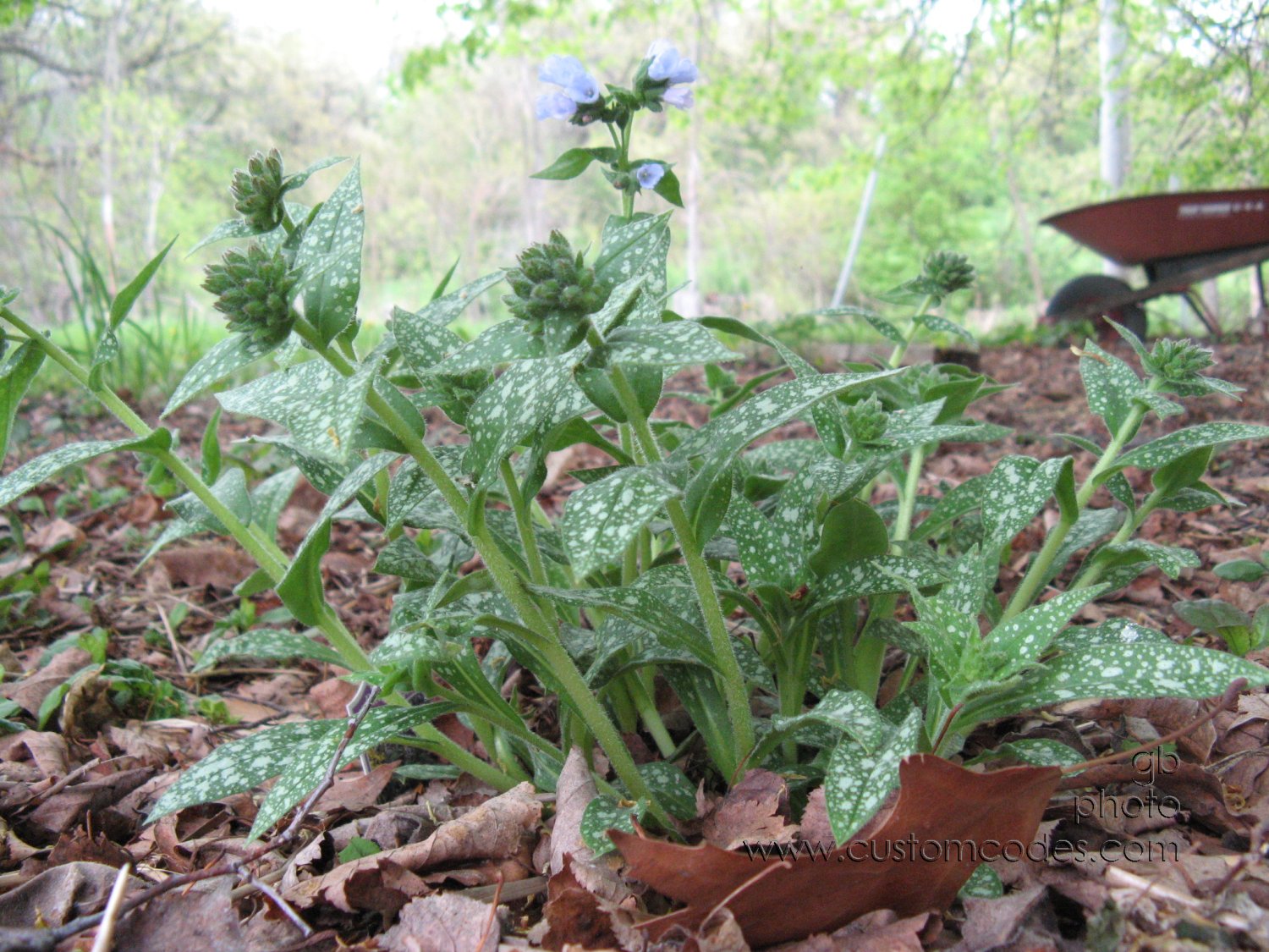 pulmonaria 