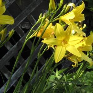 YellowDayLillies