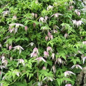 clematis
