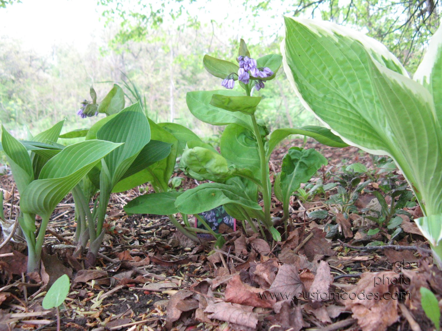 bluebellsBetweenHostas