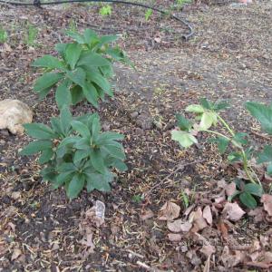 hellebores