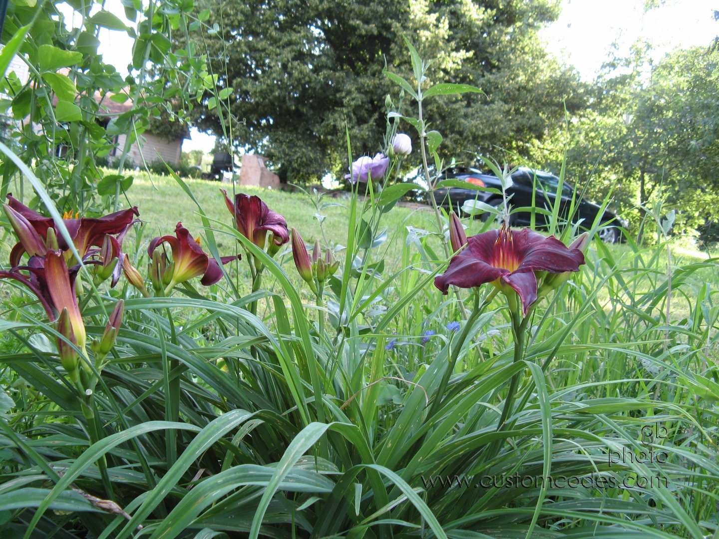 LilyAndLisianthus