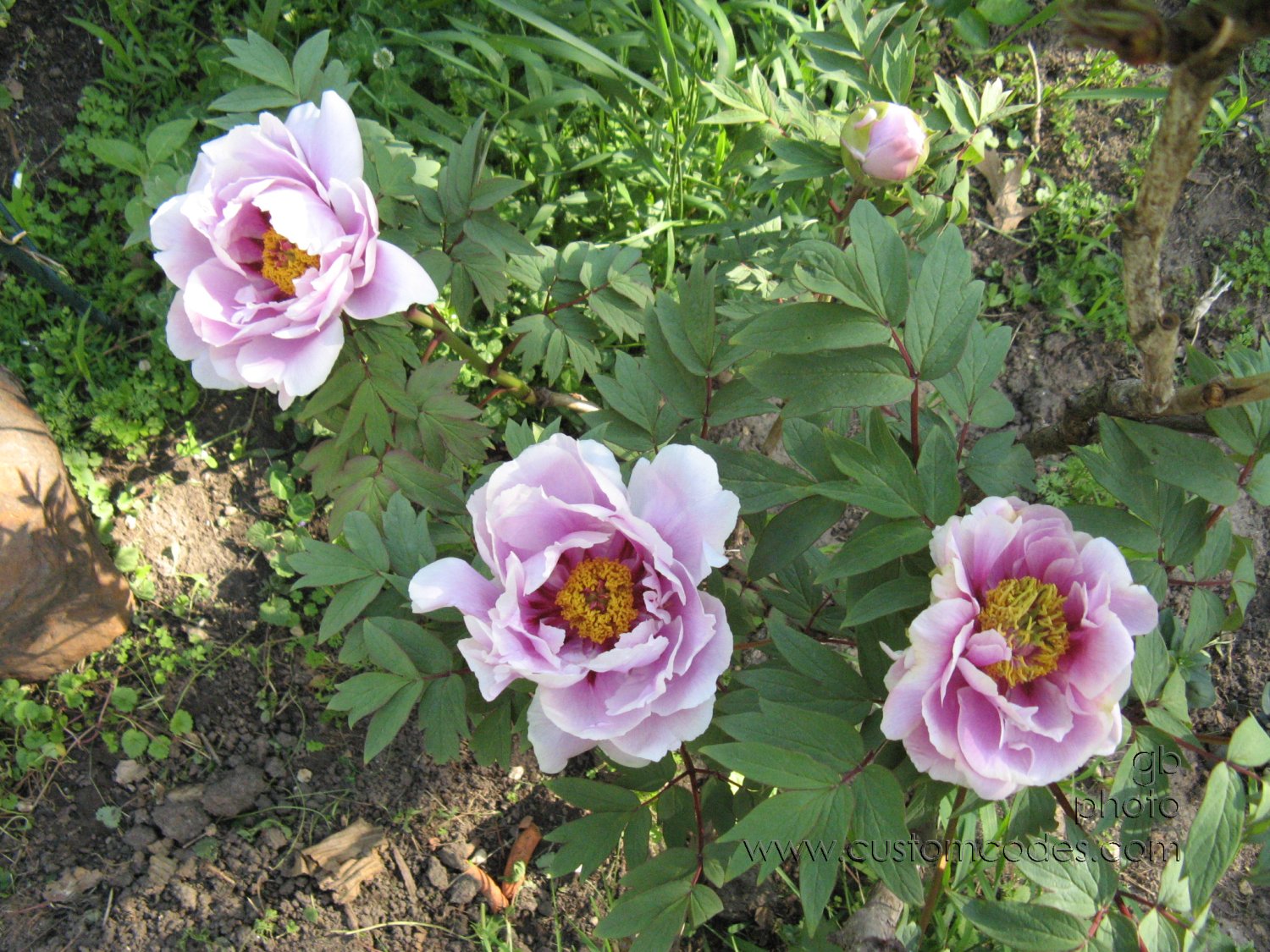 TreePeony3blossumsFromTop