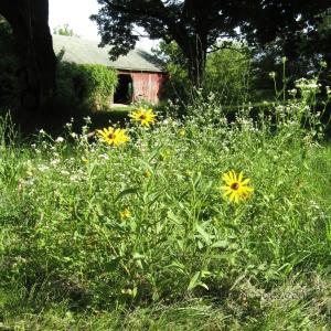 BlackEyedSusans