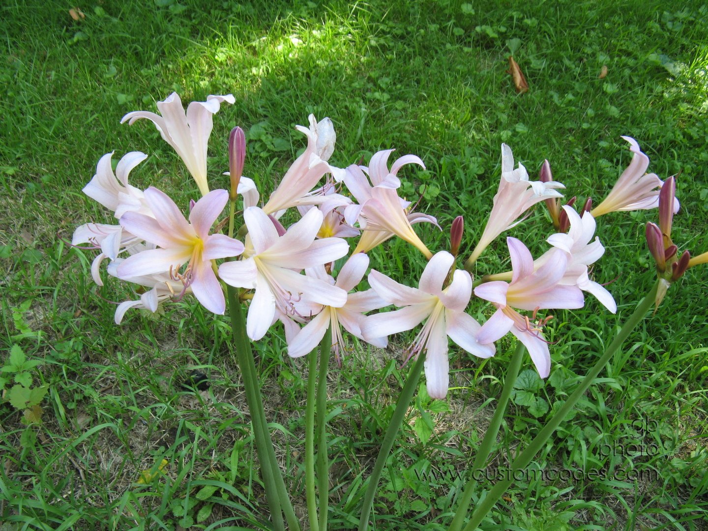 magicLilies