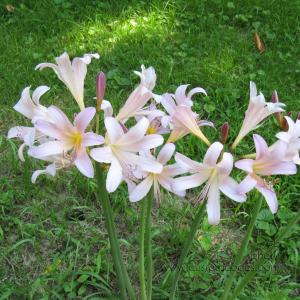 magicLilies