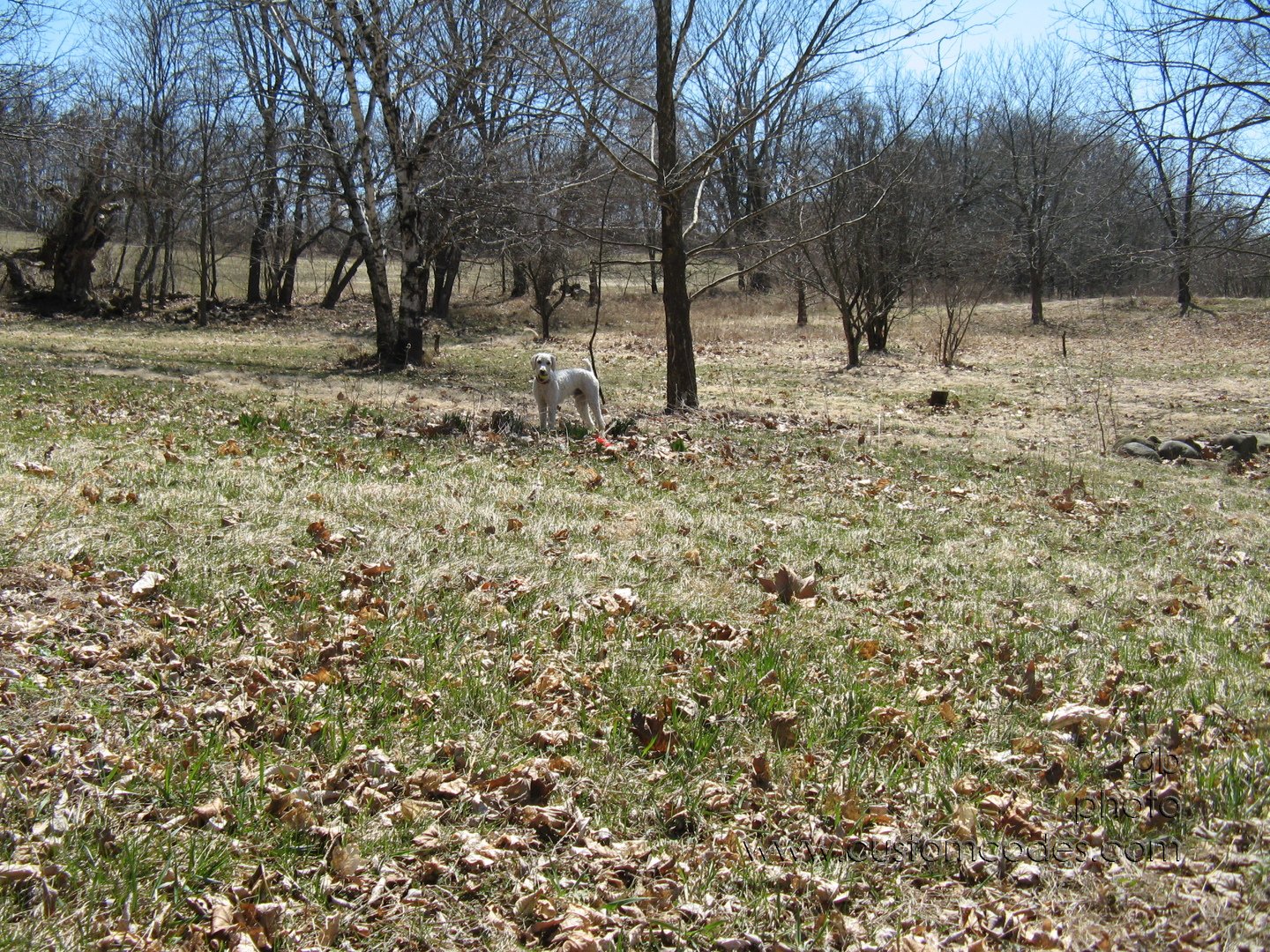 ElwoodByFirstRedTulips