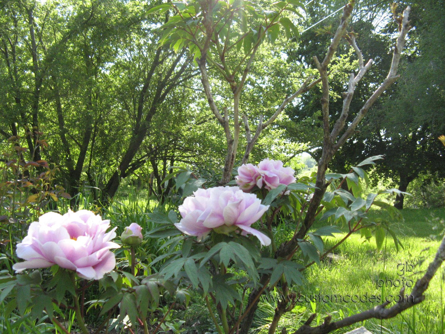 TreePeony3blossumsInaRow