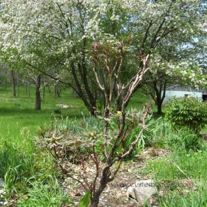 appleBlossomsAndTreePeony