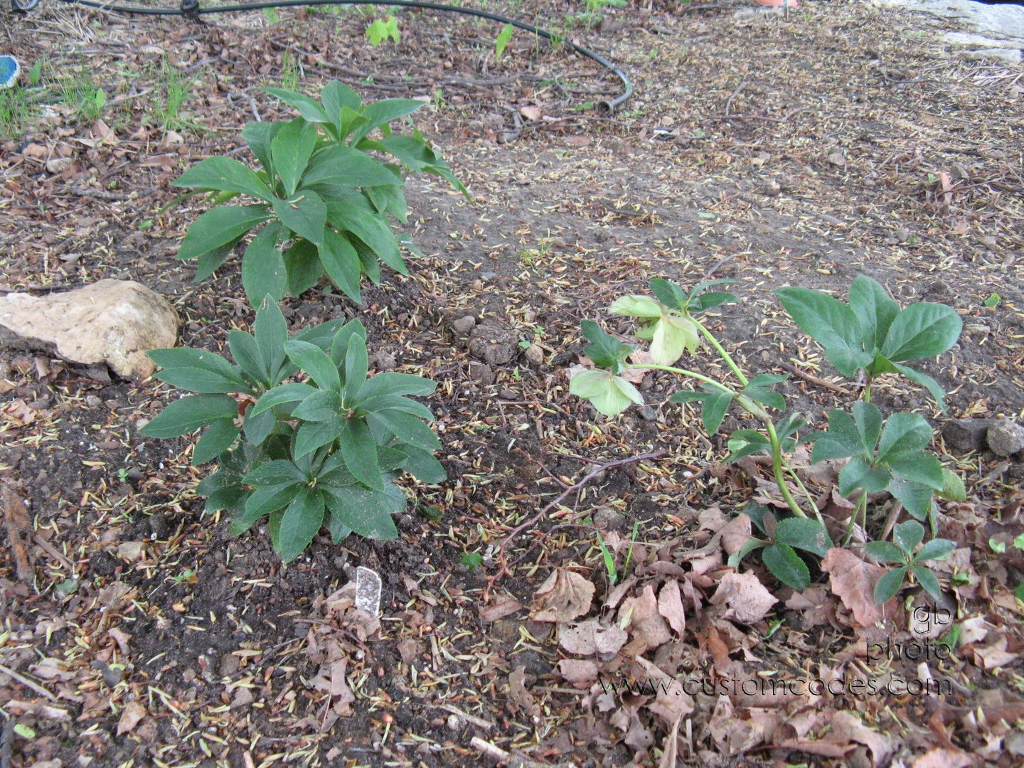 hellebores
