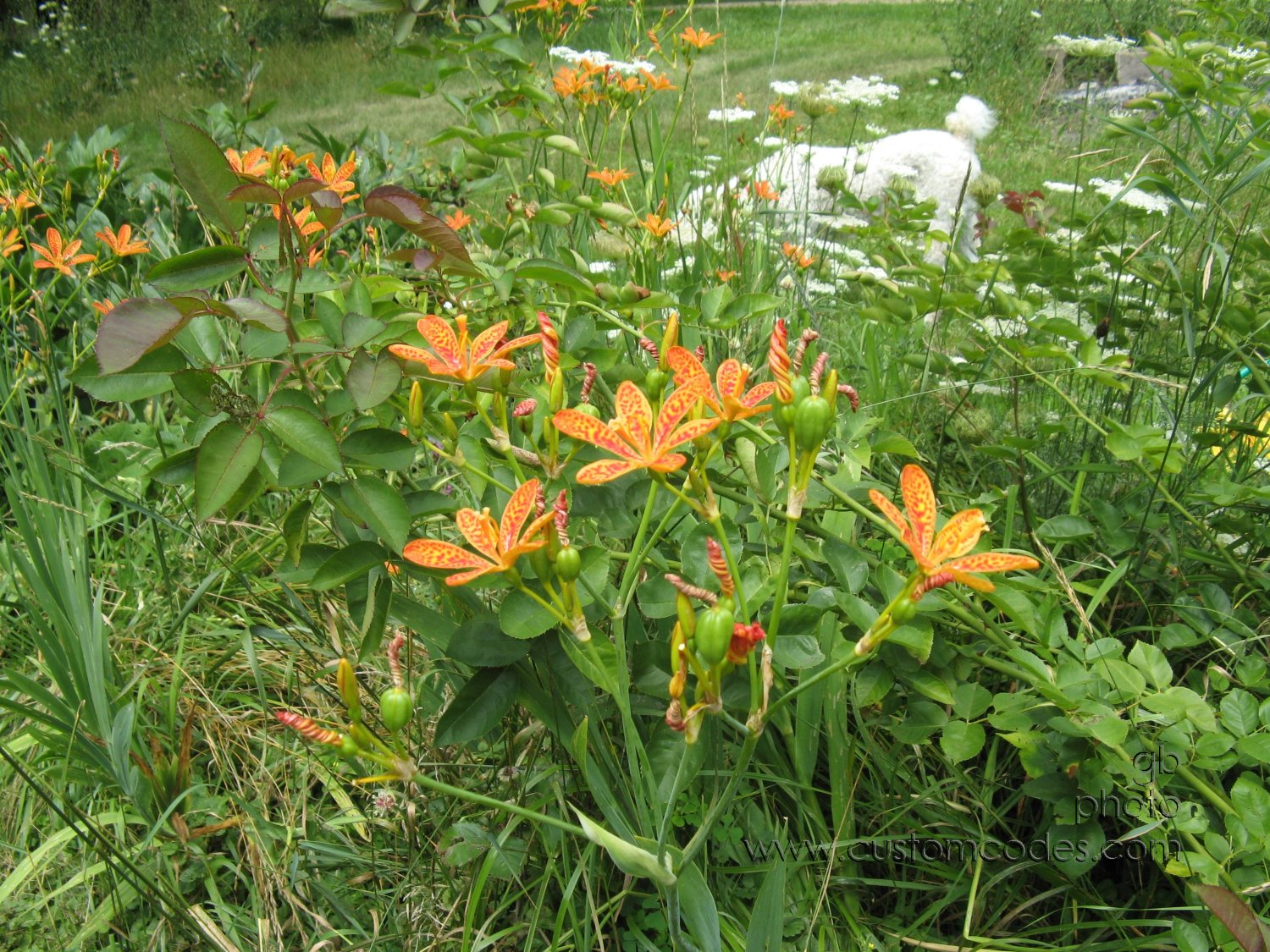 blackBerryLily
