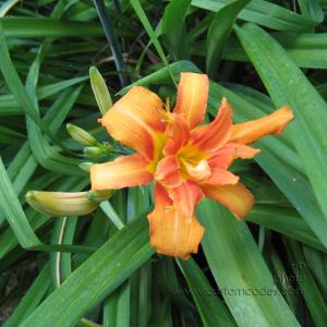 20100710OrangeDayLilly