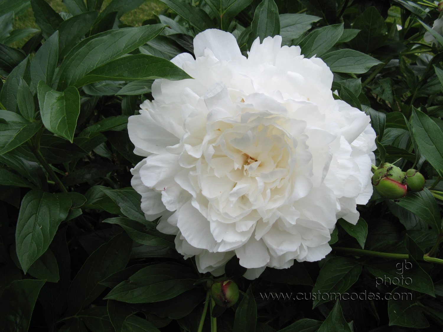 peony20100531