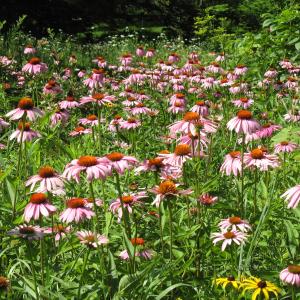 20100710prairieConeflowers