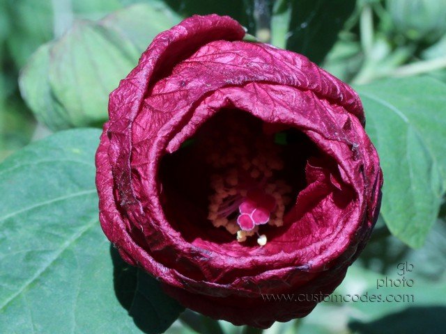 Hibiscus_starting2open_cr