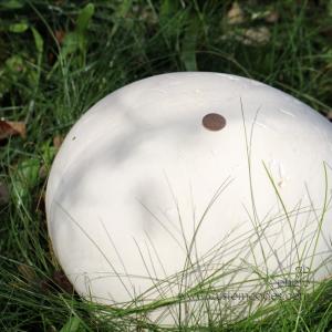 puffballWithPenny