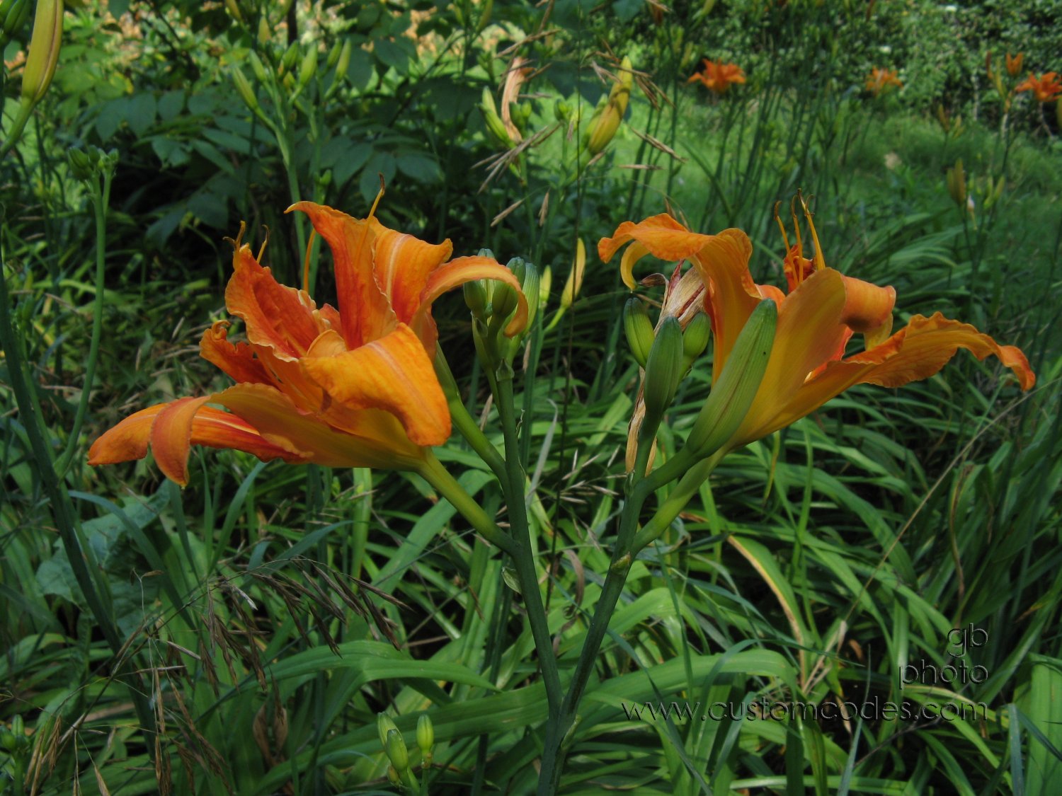 20100710_2OrangeLillies