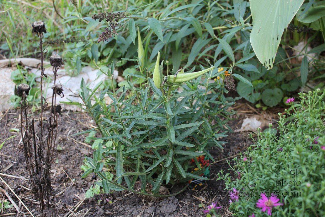 ButterflyWeedSeedPods