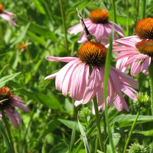 20100710ButterflyOnConeflower