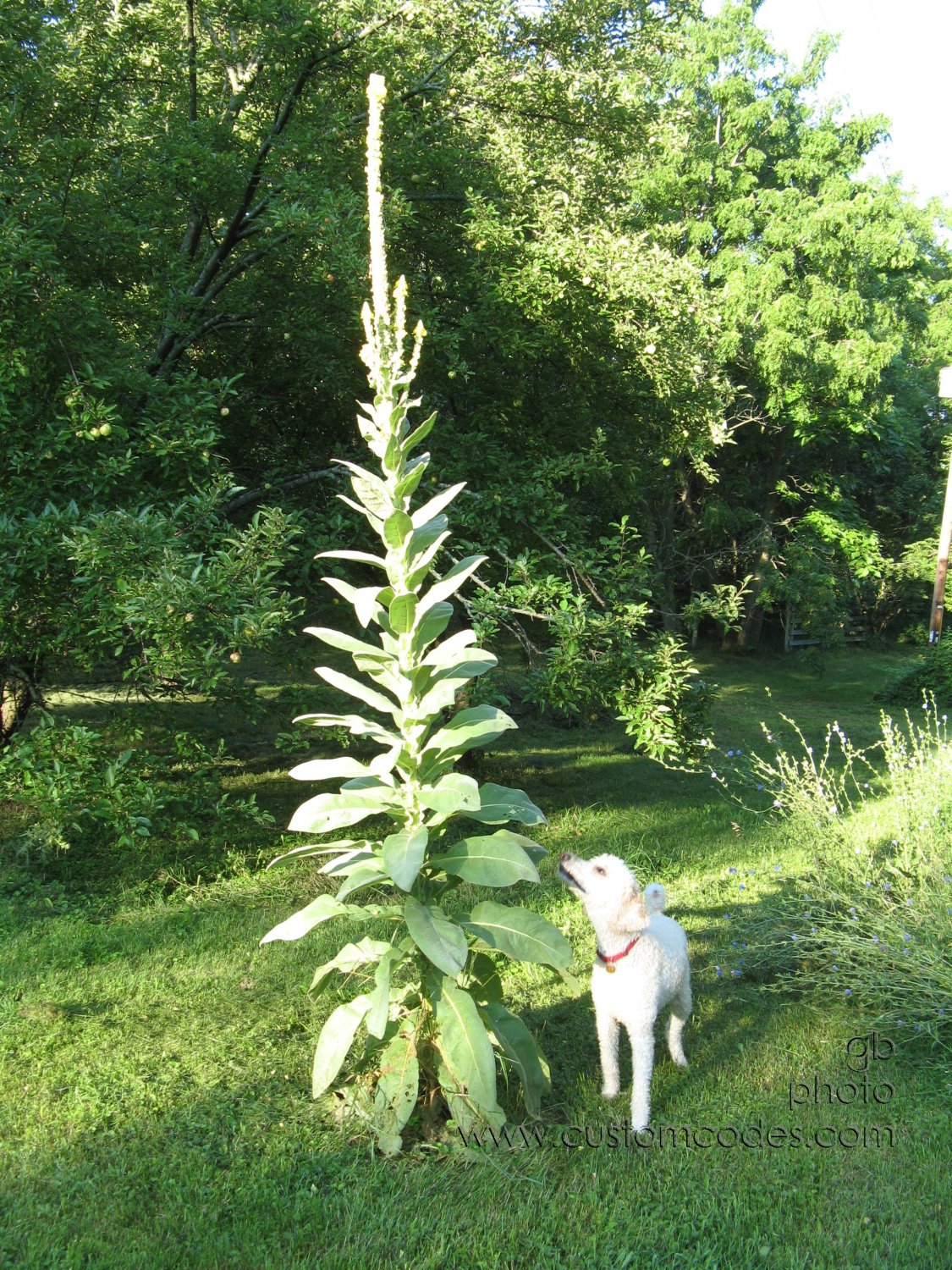 ElwoodAndMullein_07_27_2010