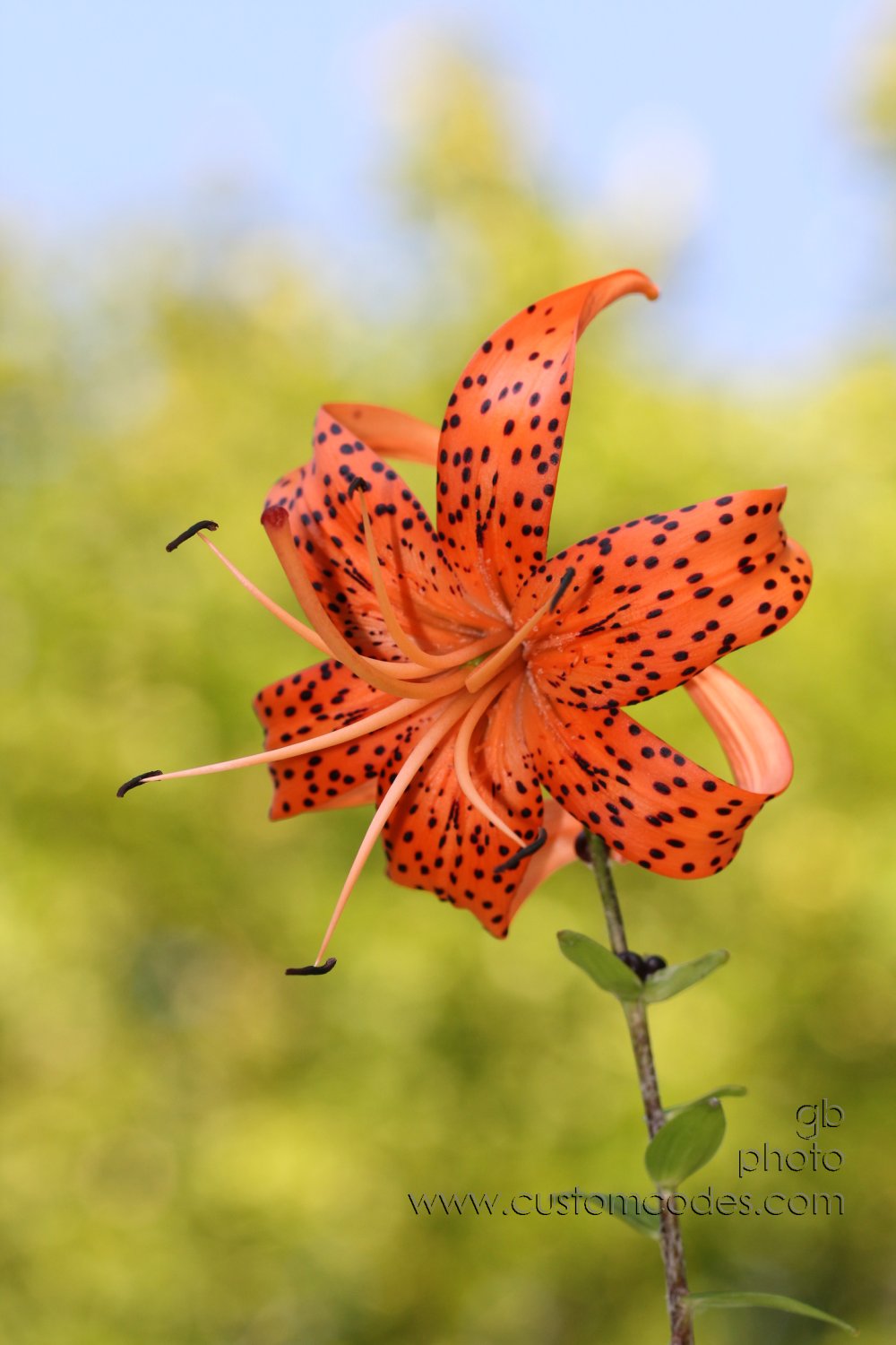 Tiger Lilly