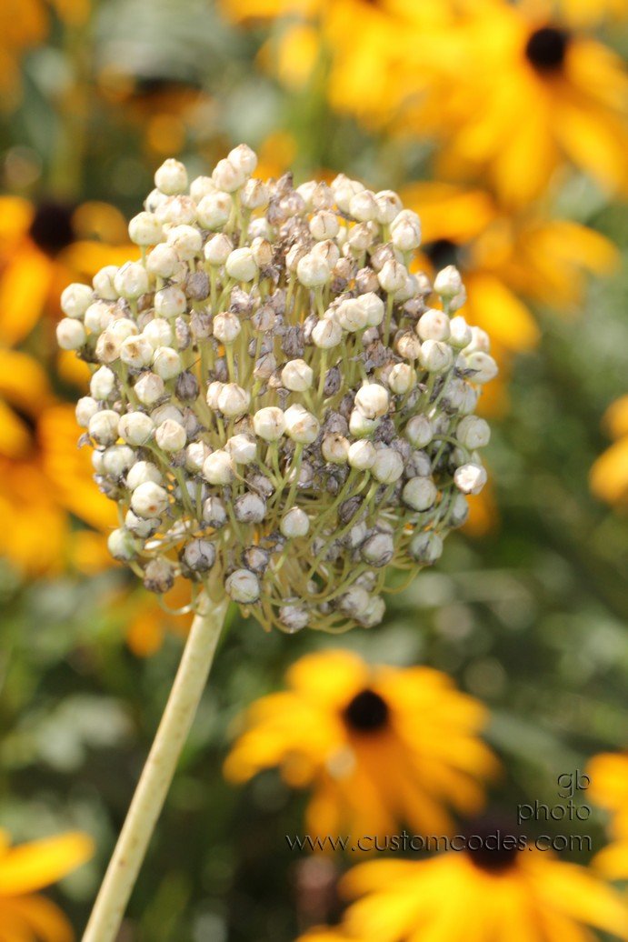 AlliumSeedHead_2010_08_29
