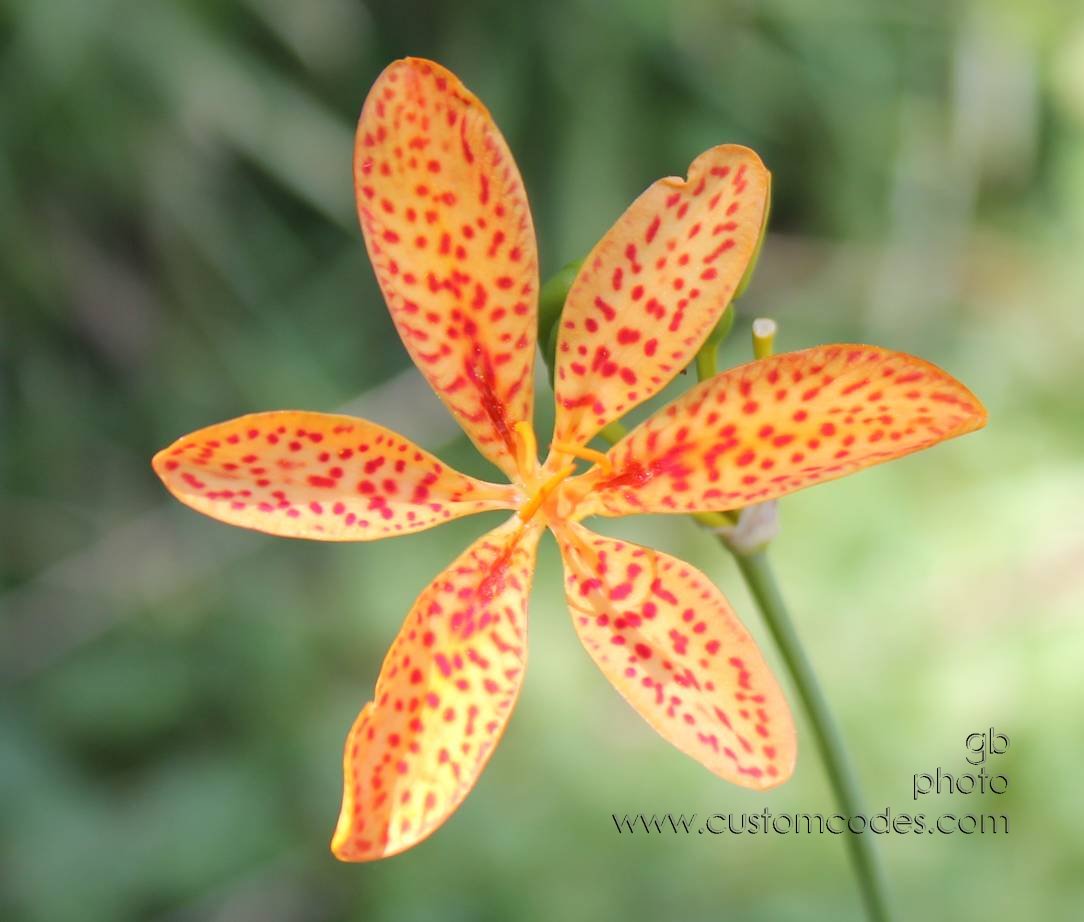 2010_07_25_BlackBerryLily