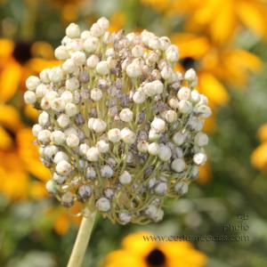 AlliumSeedHead_2010_08_29