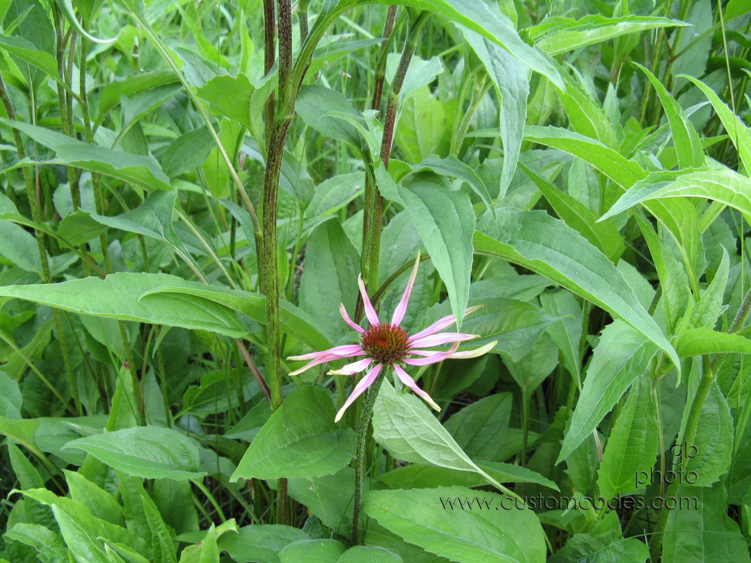 FirstPrairieConeflower